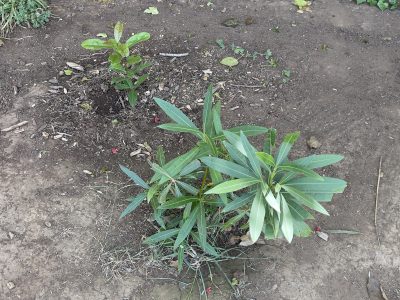 Reforestando la esperanza