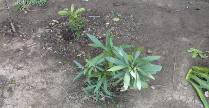 Reforestando la esperanza